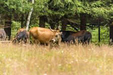 NP Bayerischer Wald_Auerochse_d8b0052